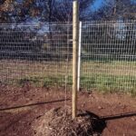 Arbre dans la cour